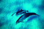 Digital Vision: Dolphin Synergy 