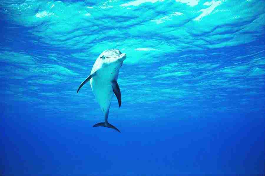 Dolphin Synergy - Digital Vision ></a>
<script language=JavaScript> 
  var txt = 