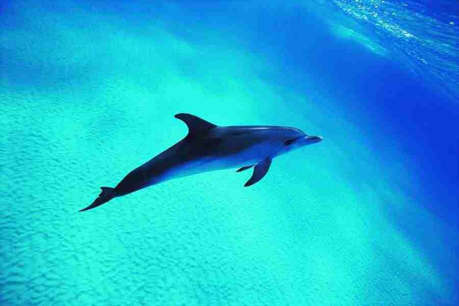 Dolphin Synergy - Digital Vision ></a>
<script language=JavaScript> 
  var txt = 