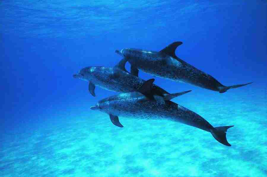 Dolphin Synergy - Digital Vision ></a>
<script language=JavaScript> 
  var txt = 