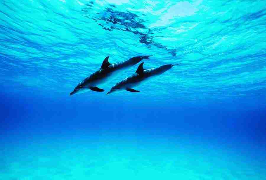 Dolphin Synergy - Digital Vision ></a>
<script language=JavaScript> 
  var txt = 
