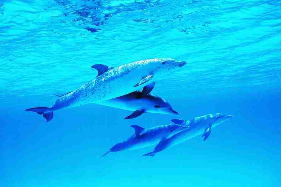 Dolphin Synergy - Digital Vision ></a>
<script language=JavaScript> 
  var txt = 