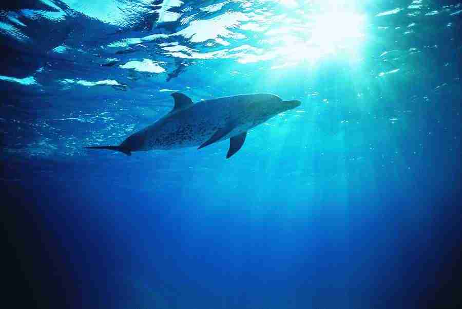 Dolphin Synergy - Digital Vision ></a>
<script language=JavaScript> 
  var txt = 