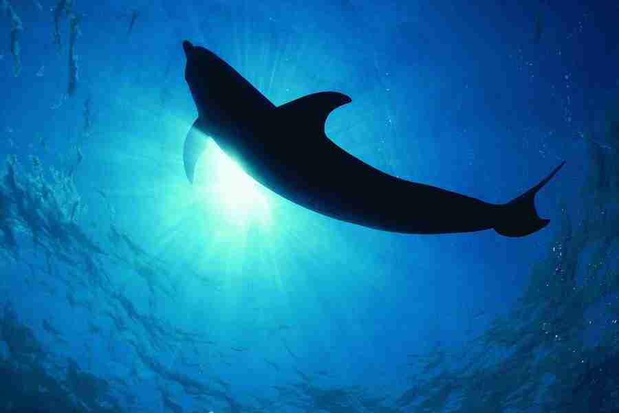 Dolphin Synergy - Digital Vision ></a>
<script language=JavaScript> 
  var txt = 