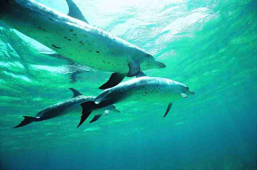 Dolphin Synergy - Digital Vision ></a>
<script language=JavaScript> 
  var txt = 