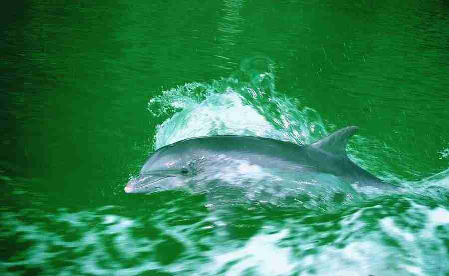 Dolphin Synergy - Digital Vision ></a>
<script language=JavaScript> 
  var txt = 