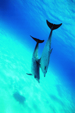 Dolphin Synergy