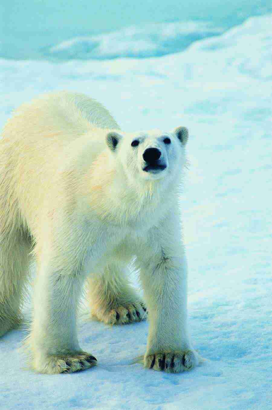 Ice Kingdom - Digital Vision ></a>
<script language=JavaScript> 
  var txt = 