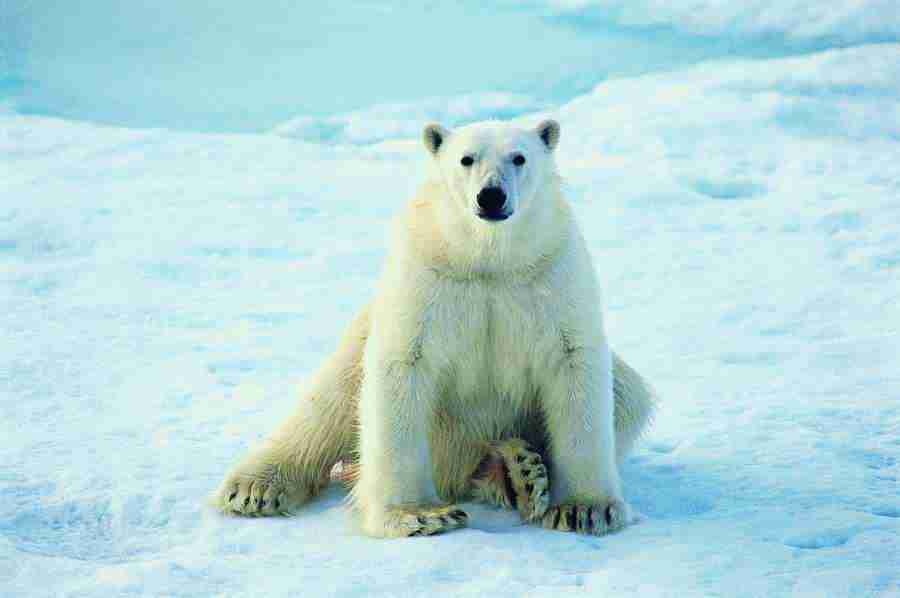 Ice Kingdom - Digital Vision ></a>
<script language=JavaScript> 
  var txt = 