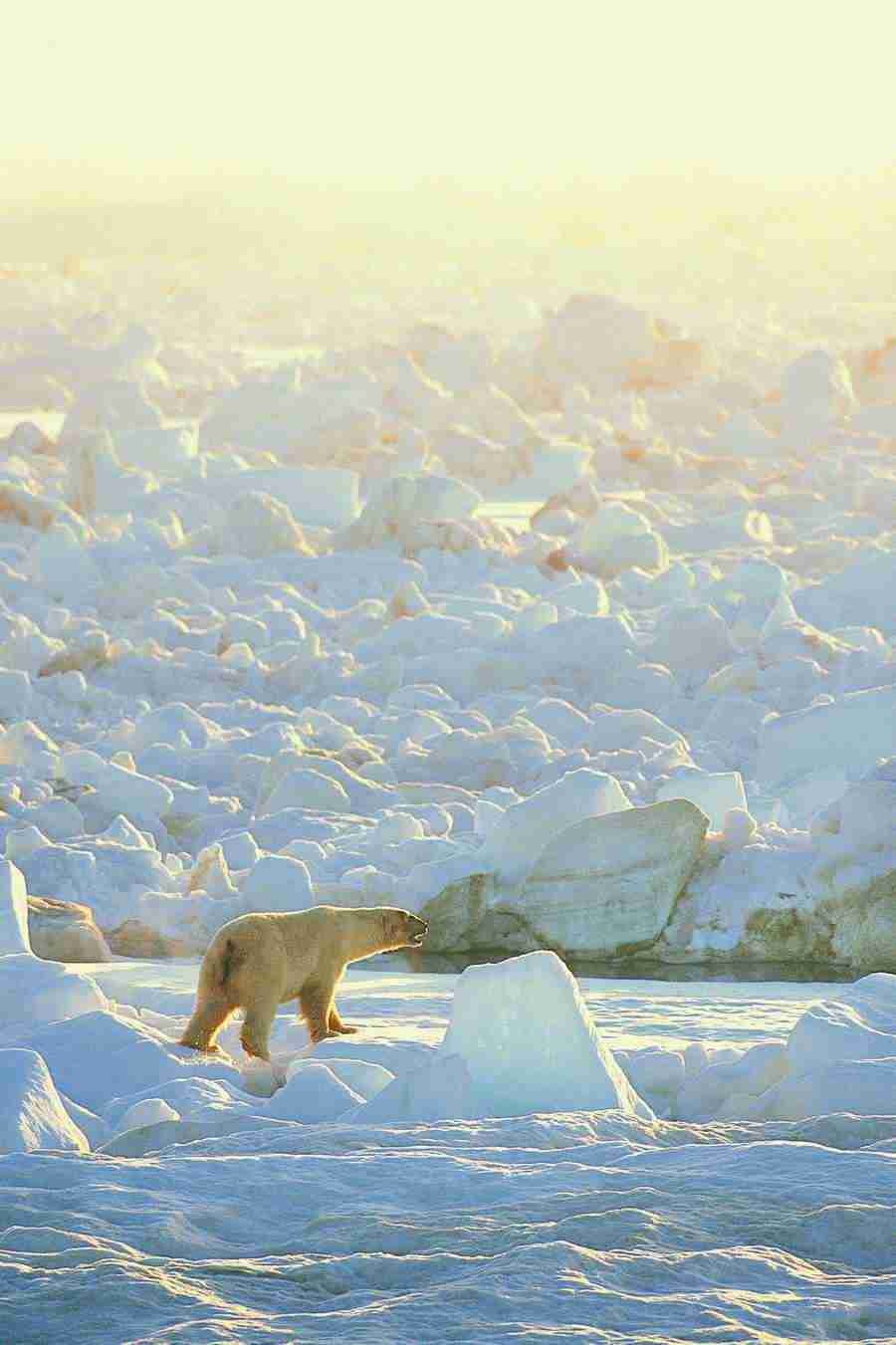 Ice Kingdom - Digital Vision ></a>
<script language=JavaScript> 
  var txt = 
