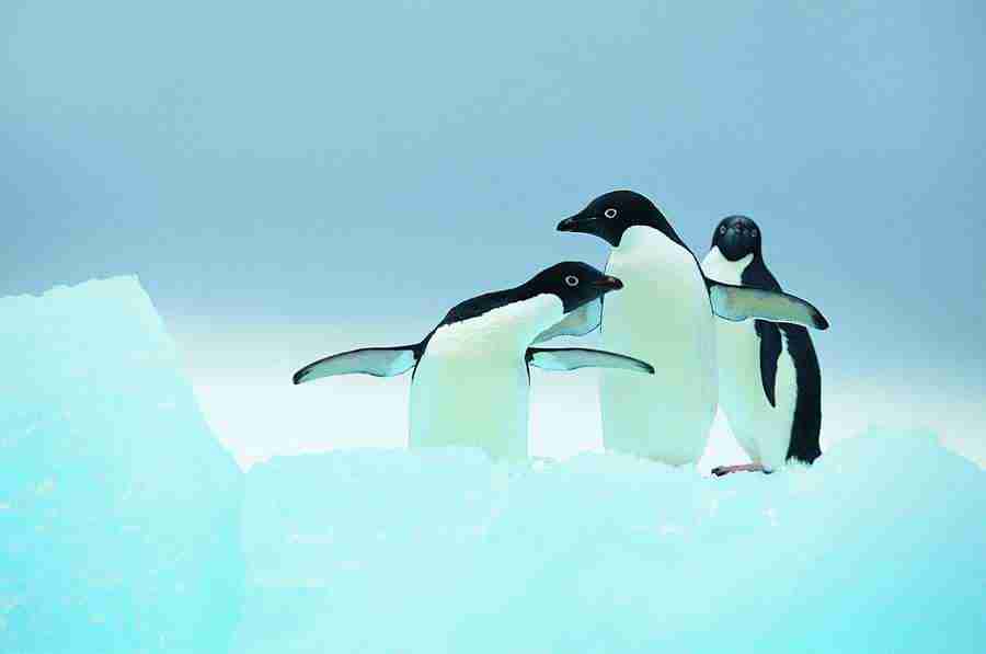 Ice Kingdom - Digital Vision ></a>
<script language=JavaScript> 
  var txt = 