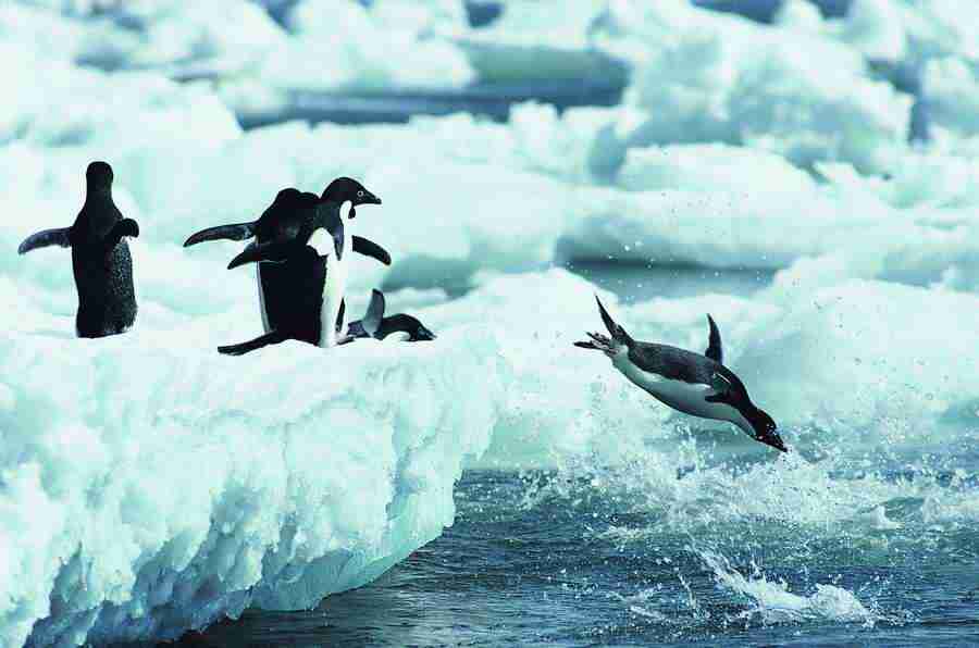 Ice Kingdom - Digital Vision ></a>
<script language=JavaScript> 
  var txt = 