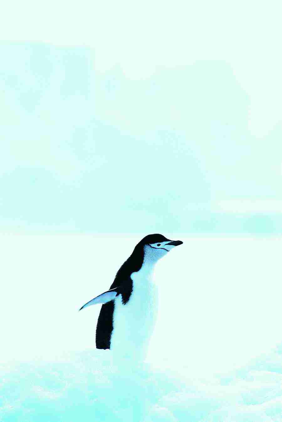 Ice Kingdom - Digital Vision ></a>
<script language=JavaScript> 
  var txt = 