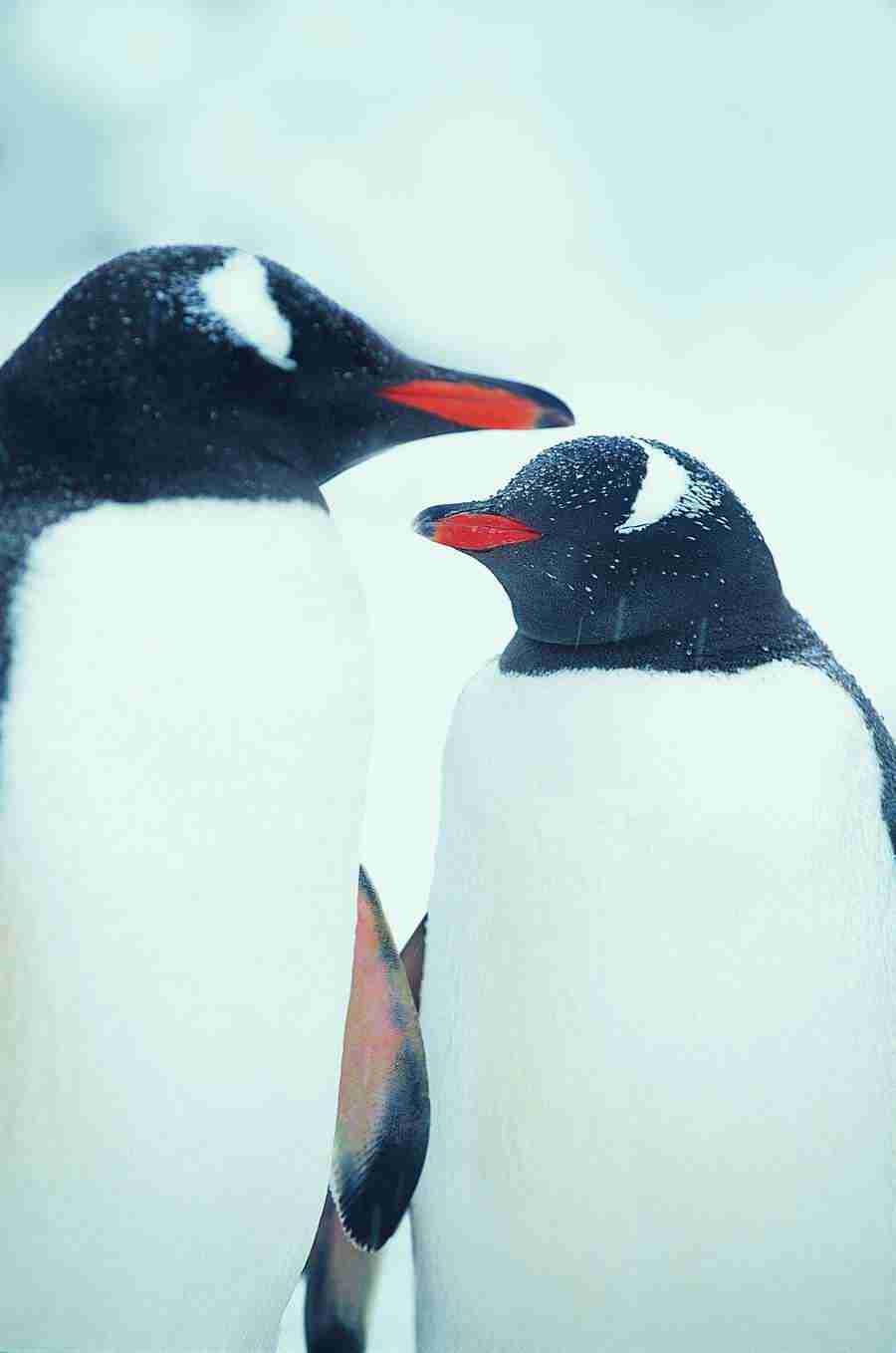 Ice Kingdom - Digital Vision ></a>
<script language=JavaScript> 
  var txt = 