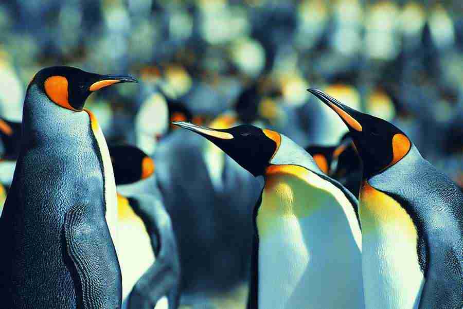 Ice Kingdom - Digital Vision ></a>
<script language=JavaScript> 
  var txt = 