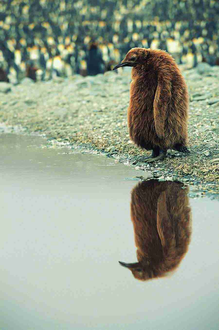 Ice Kingdom - Digital Vision ></a>
<script language=JavaScript> 
  var txt = 