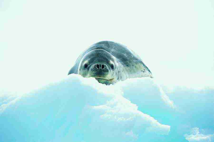 Ice Kingdom - Digital Vision ></a>
<script language=JavaScript> 
  var txt = 