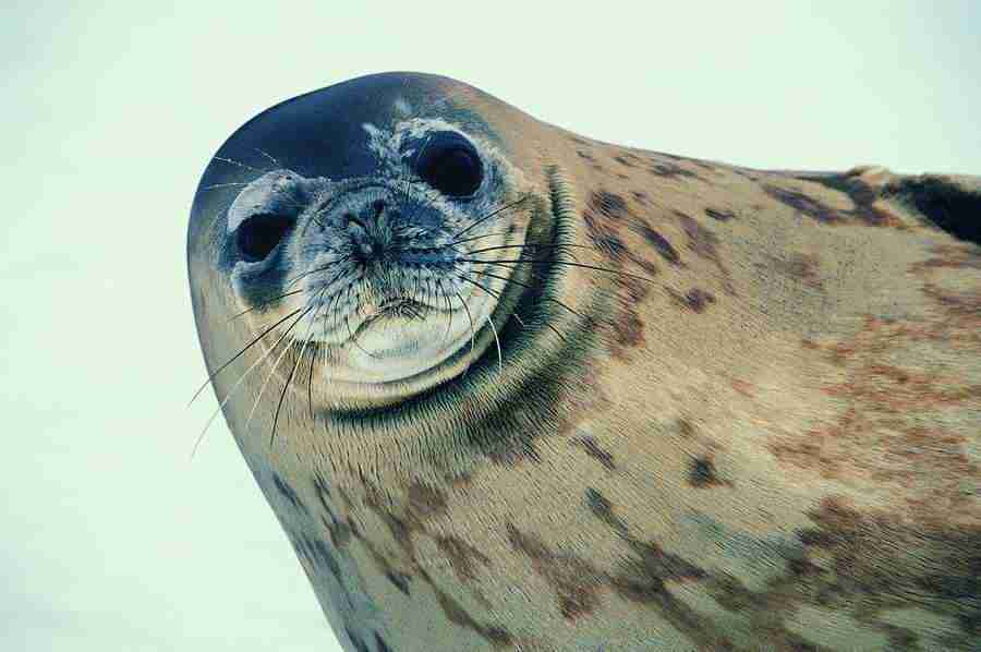 Ice Kingdom - Digital Vision ></a>
<script language=JavaScript> 
  var txt = 