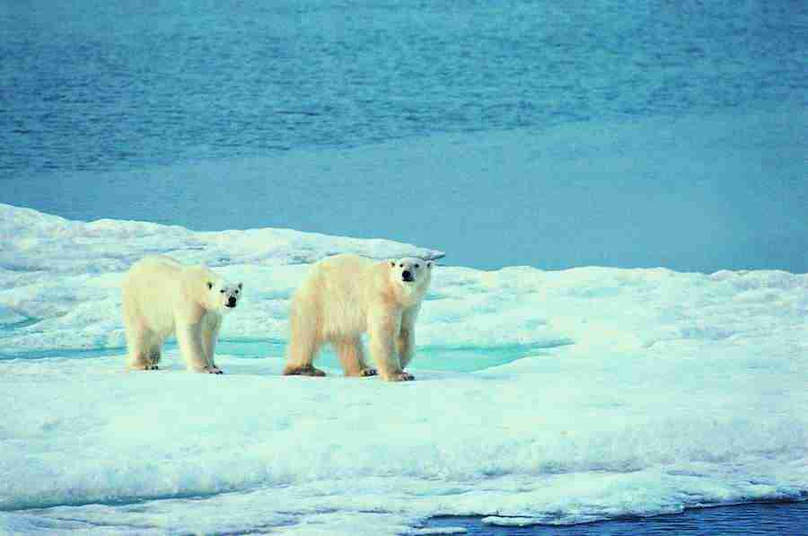 Ice Kingdom - Digital Vision ></a>
<script language=JavaScript> 
  var txt = 