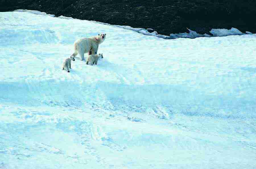 Ice Kingdom - Digital Vision ></a>
<script language=JavaScript> 
  var txt = 