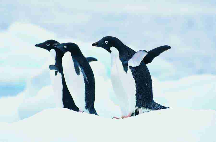 Ice Kingdom - Digital Vision ></a>
<script language=JavaScript> 
  var txt = 