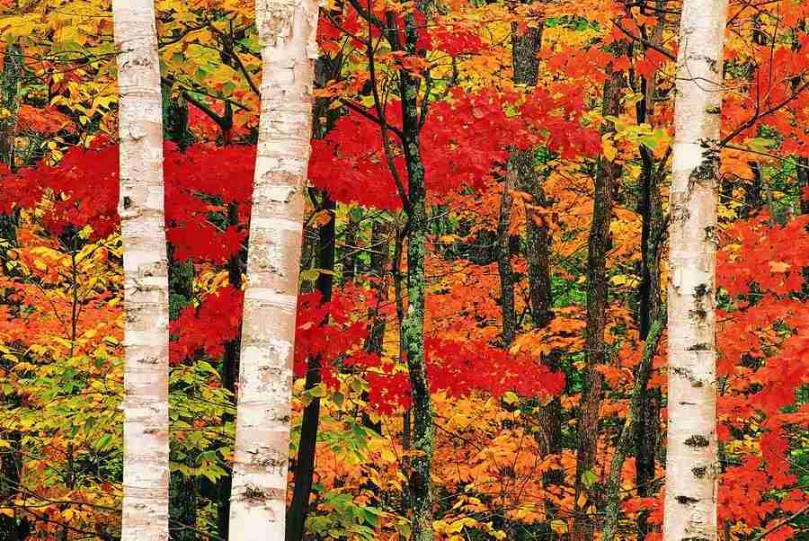 Seasons - Digital Vision ></a>
<script language=JavaScript> 
  var txt = 