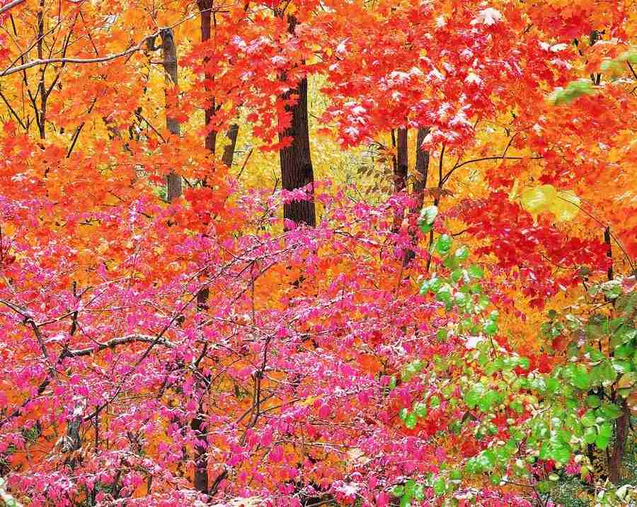 Seasons - Digital Vision ></a>
<script language=JavaScript> 
  var txt = 