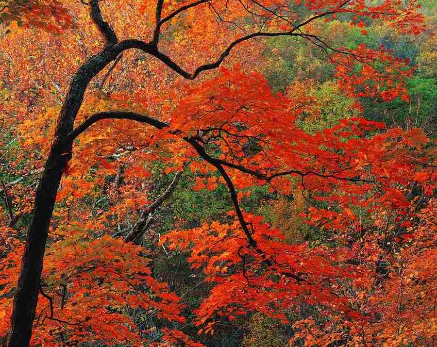 Seasons - Digital Vision ></a>
<script language=JavaScript> 
  var txt = 