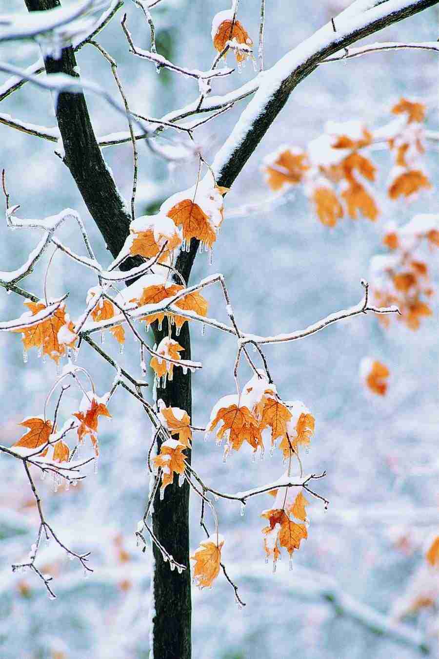 Seasons - Digital Vision ></a>
<script language=JavaScript> 
  var txt = 