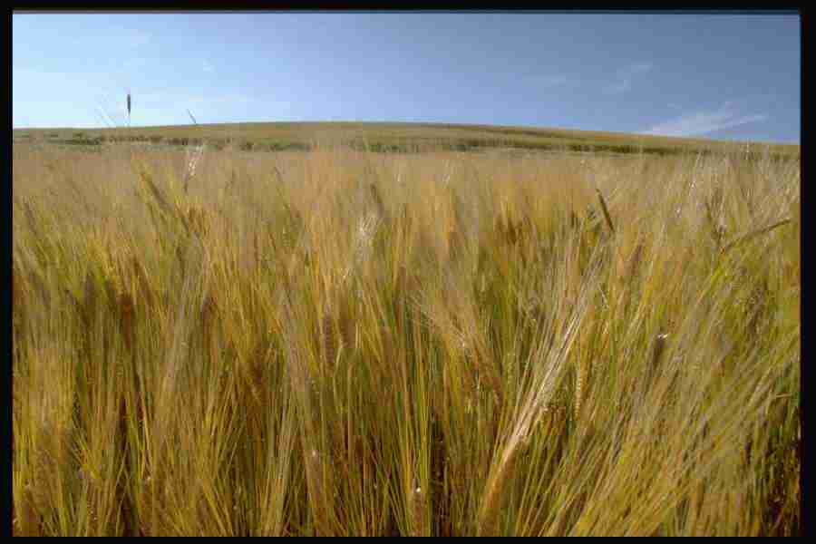 Elements and Nature - GoodShoot  ></a>
<script language=JavaScript> 
  var txt = 