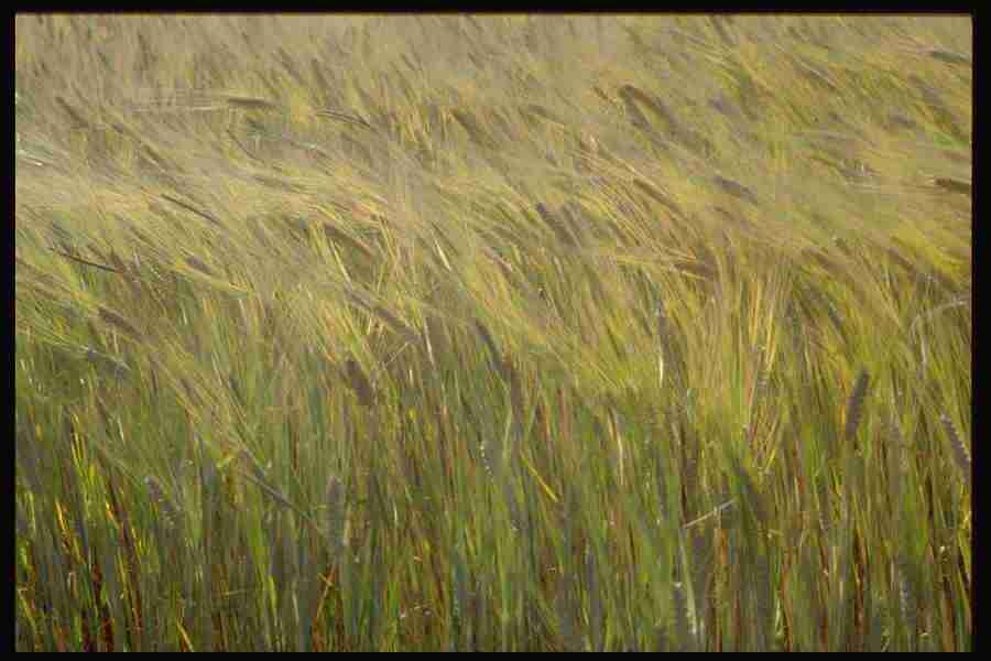 Elements and Nature - GoodShoot  ></a>
<script language=JavaScript> 
  var txt = 