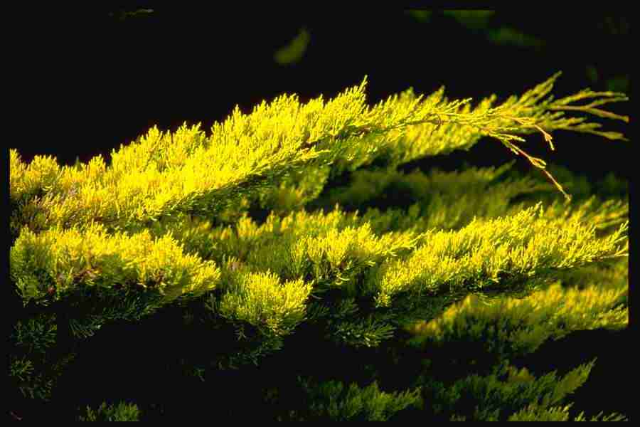 Elements and Nature - GoodShoot  ></a>
<script language=JavaScript> 
  var txt = 
