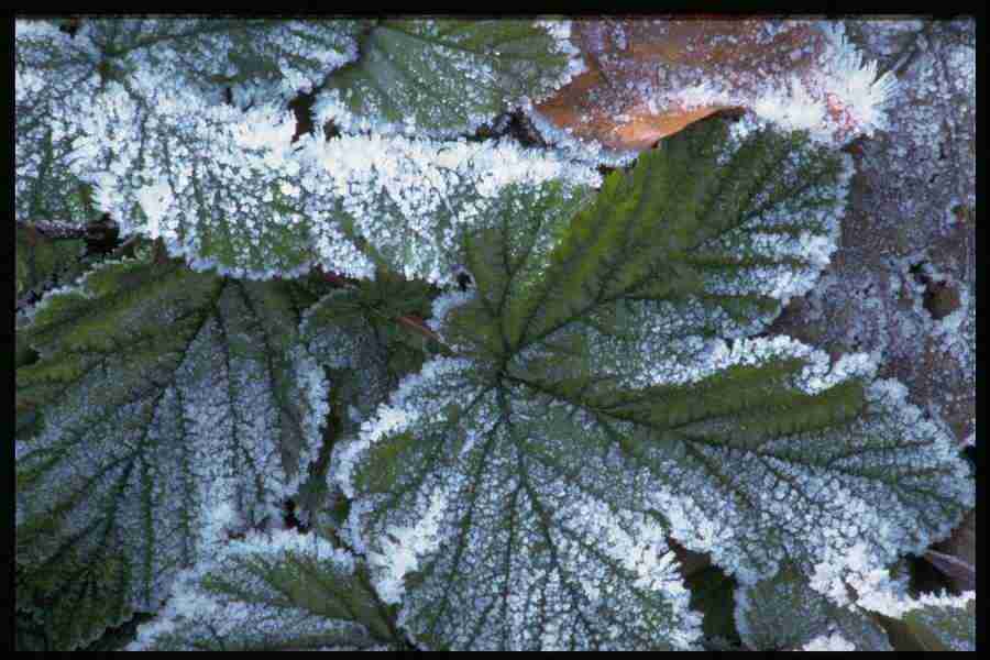 Elements and Nature - GoodShoot  ></a>
<script language=JavaScript> 
  var txt = 