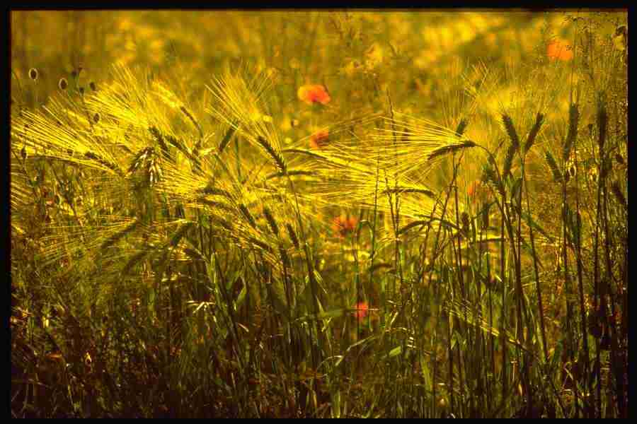 Elements and Nature - GoodShoot  ></a>
<script language=JavaScript> 
  var txt = 