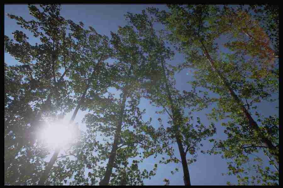 Elements and Nature - GoodShoot  ></a>
<script language=JavaScript> 
  var txt = 
