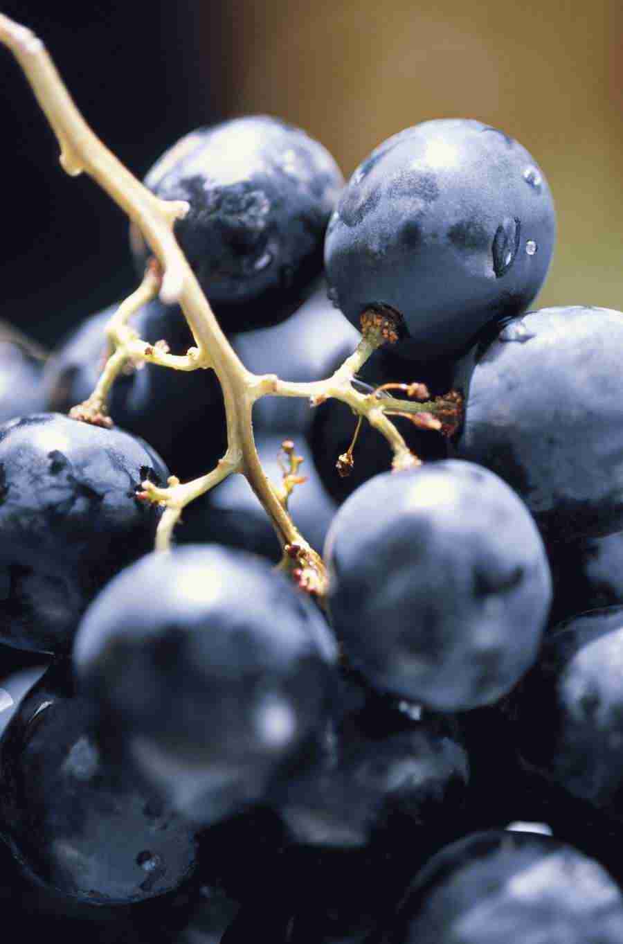 Wine - GoodShoot  ></a>
<script language=JavaScript> 
  var txt = 