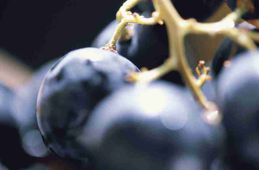 Wine - GoodShoot  ></a>
<script language=JavaScript> 
  var txt = 