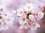 Hakata Good Pro: Cherry Blossoms 1 