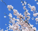 Hakata Good Pro: Cherry Blossoms 1 