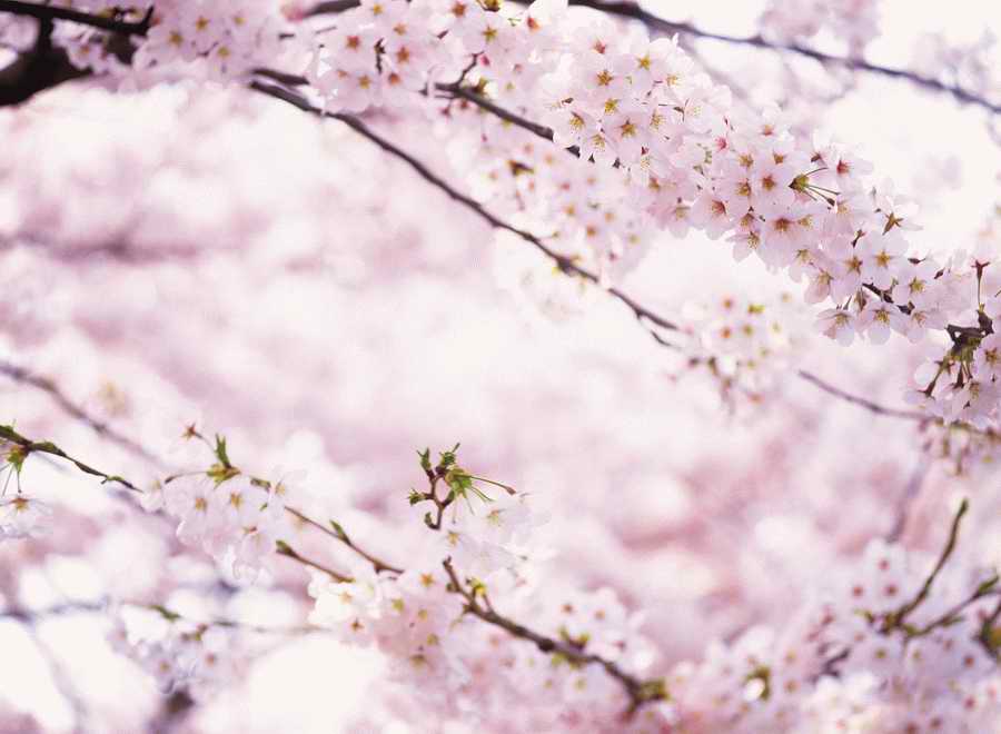 Cherry Blossoms 1 - Hakata Good Pro ></a>
<script language=JavaScript> 
  var txt = 