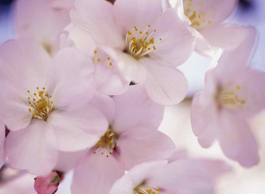 Cherry Blossoms 1 - Hakata Good Pro ></a>
<script language=JavaScript> 
  var txt = 