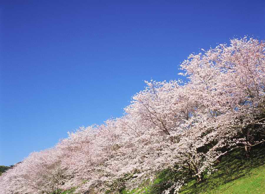 Cherry Blossoms 1 - Hakata Good Pro ></a>
<script language=JavaScript> 
  var txt = 