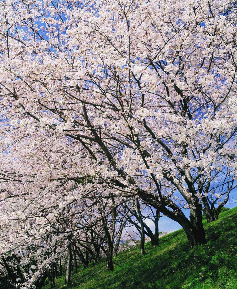 Cherry Blossoms 1 - Hakata Good Pro ></a>
<script language=JavaScript> 
  var txt = 