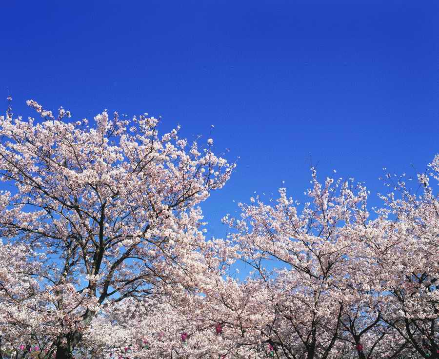 Cherry Blossoms 1 - Hakata Good Pro ></a>
<script language=JavaScript> 
  var txt = 