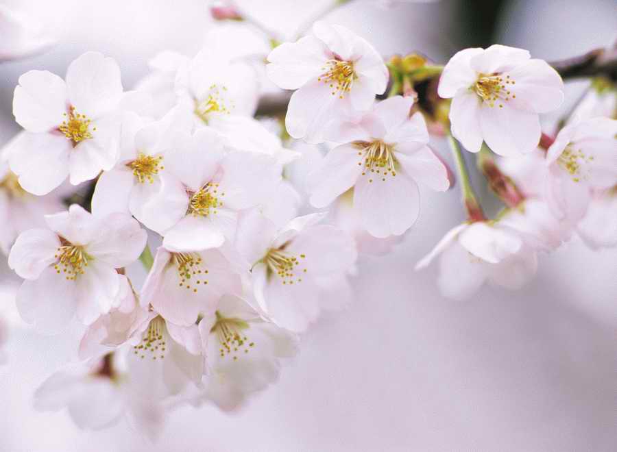 Cherry Blossoms 1 - Hakata Good Pro ></a>
<script language=JavaScript> 
  var txt = 