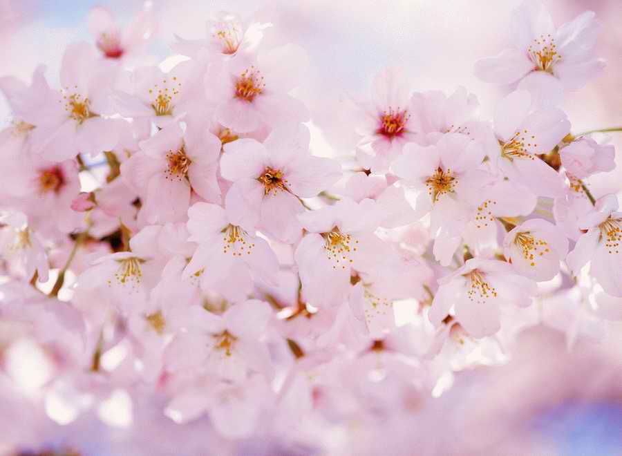 Cherry Blossoms 1 - Hakata Good Pro ></a>
<script language=JavaScript> 
  var txt = 