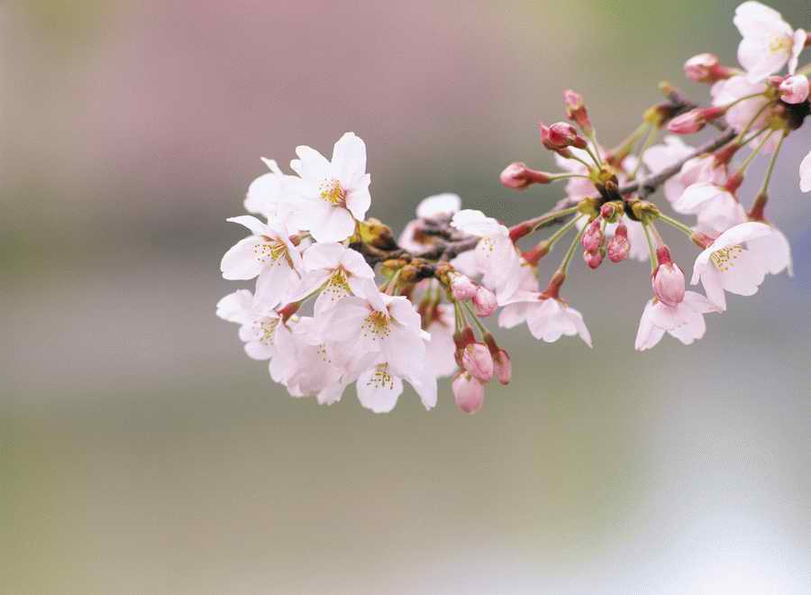 Cherry Blossoms 1 - Hakata Good Pro ></a>
<script language=JavaScript> 
  var txt = 