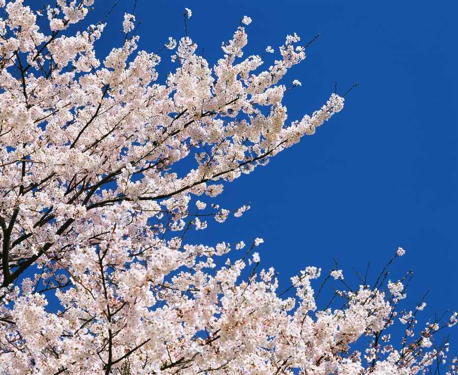 Cherry Blossoms 1 - Hakata Good Pro ></a>
<script language=JavaScript> 
  var txt = 