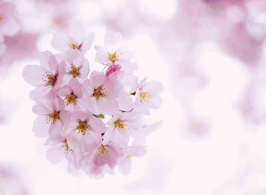 Cherry Blossoms 1 - Hakata Good Pro ></a>
<script language=JavaScript> 
  var txt = 