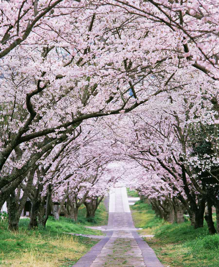 Cherry Blossoms 1 - Hakata Good Pro ></a>
<script language=JavaScript> 
  var txt = 